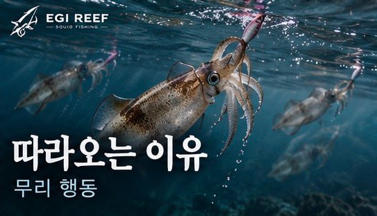 무늬오징어 한 마리를 걸면 왜 다른 개체가 따라올까?|무리 행동과 먹이 반응